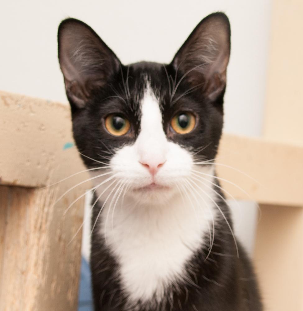 Enlarge GregGreg (gets adopted with Bubba), an adopted Domestic Short Hair in Westminster, CO image 1/4