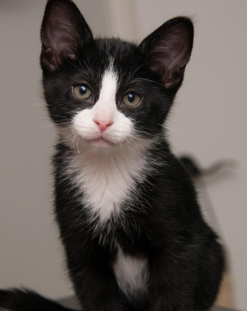 GregGreg (gets adopted with Bubba)