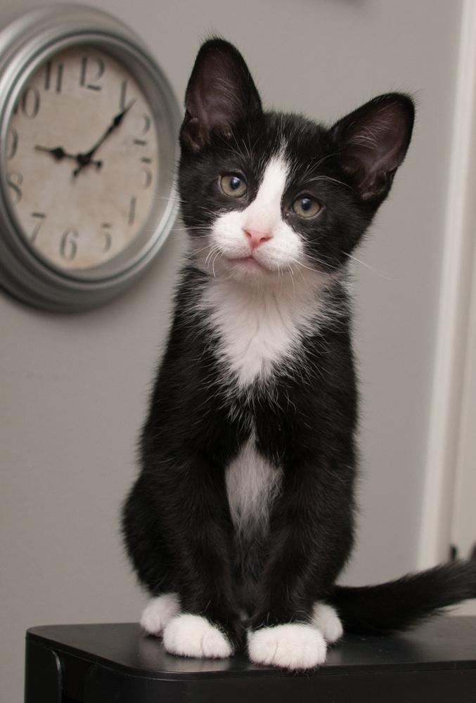 GregGreg (gets adopted with Bubba)