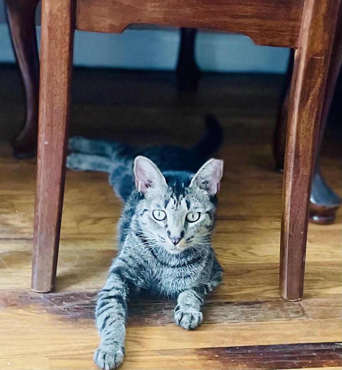 Enlarge Mariposa, a Adoptable Domestic Short Hair in Brooklyn, NY image 5/5