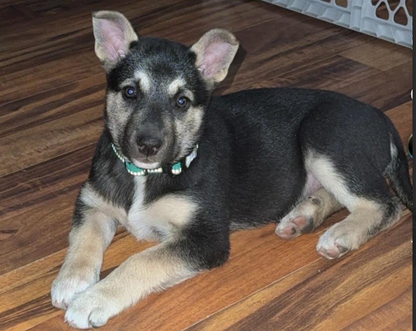 Annie — thumbnail 3