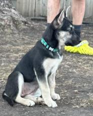 Annie — thumbnail 4