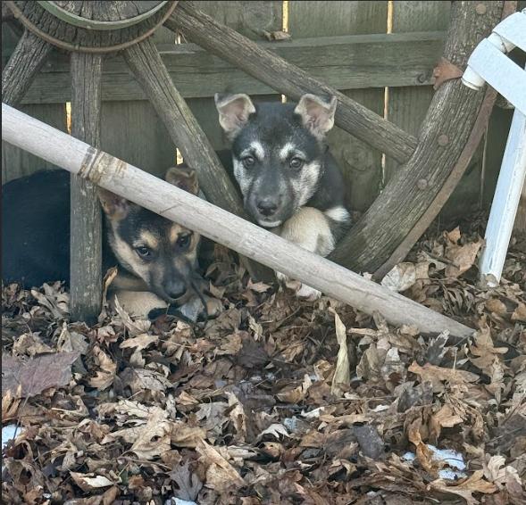 Annie — thumbnail 5