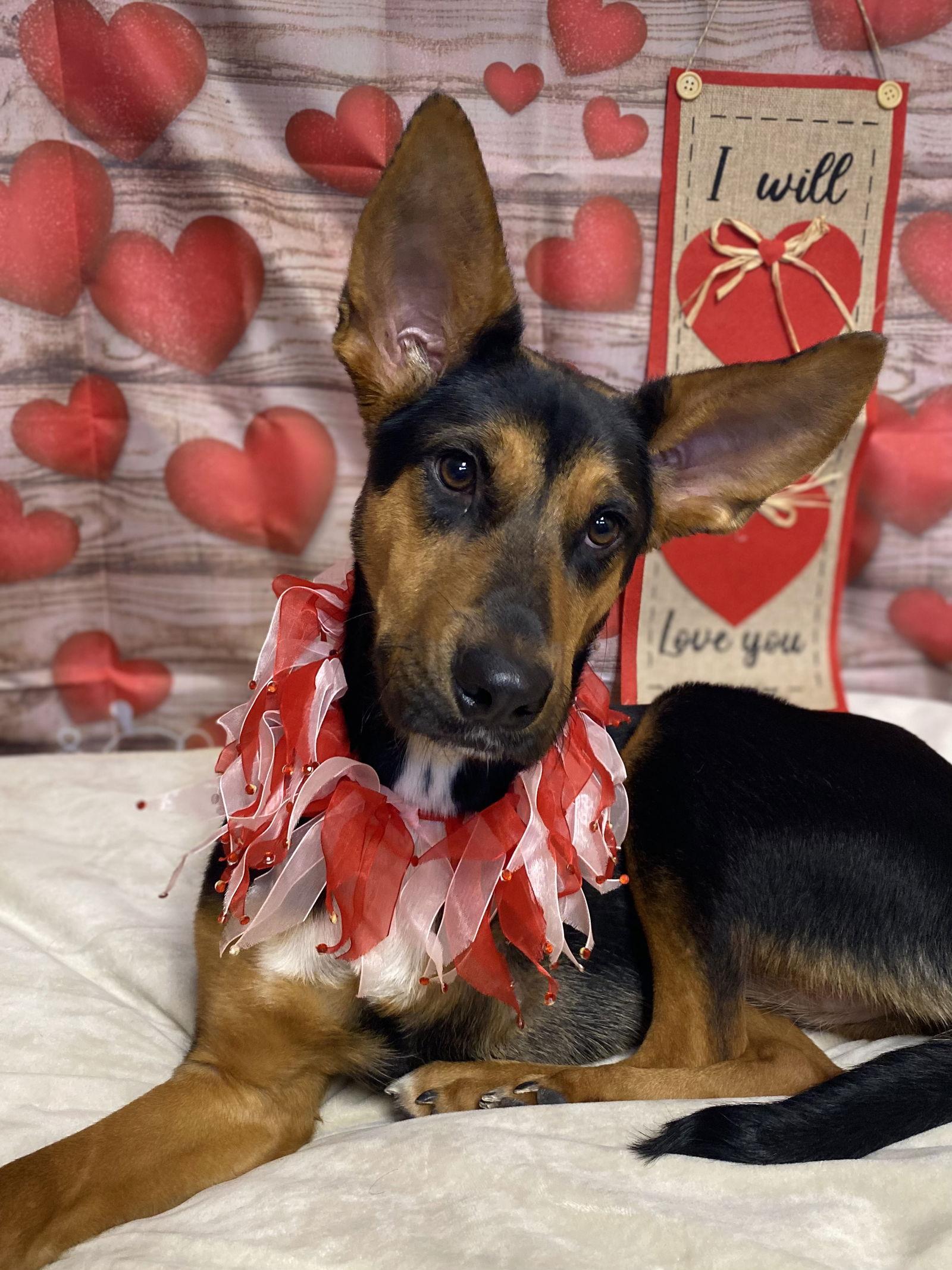 Enlarge Adira, a Adoptable Shepherd in Barnhart, MO image 1/3