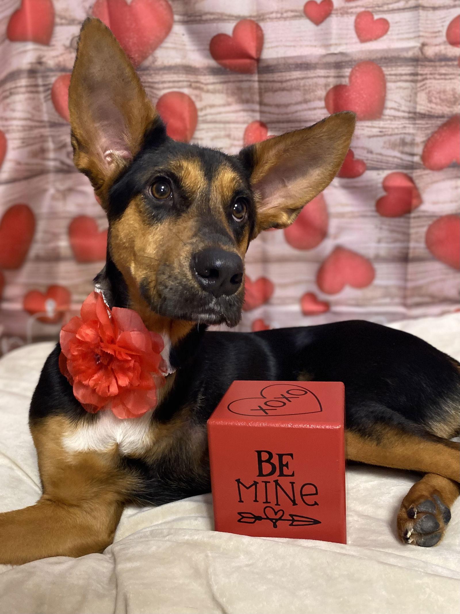 Enlarge Adira, a Adoptable Shepherd in Barnhart, MO image 2/3