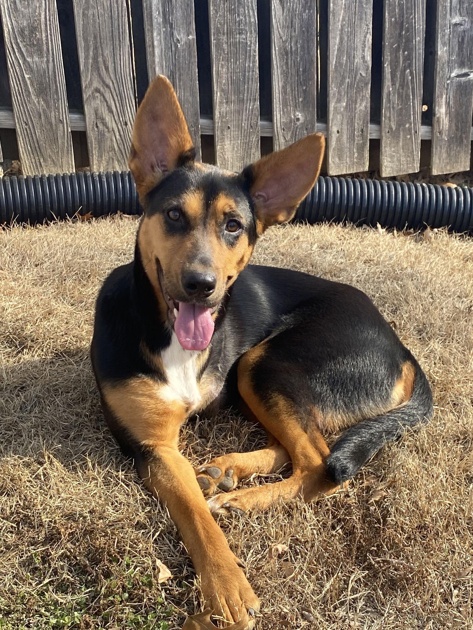 Adira, Adoptable, Young Female Shepherd.