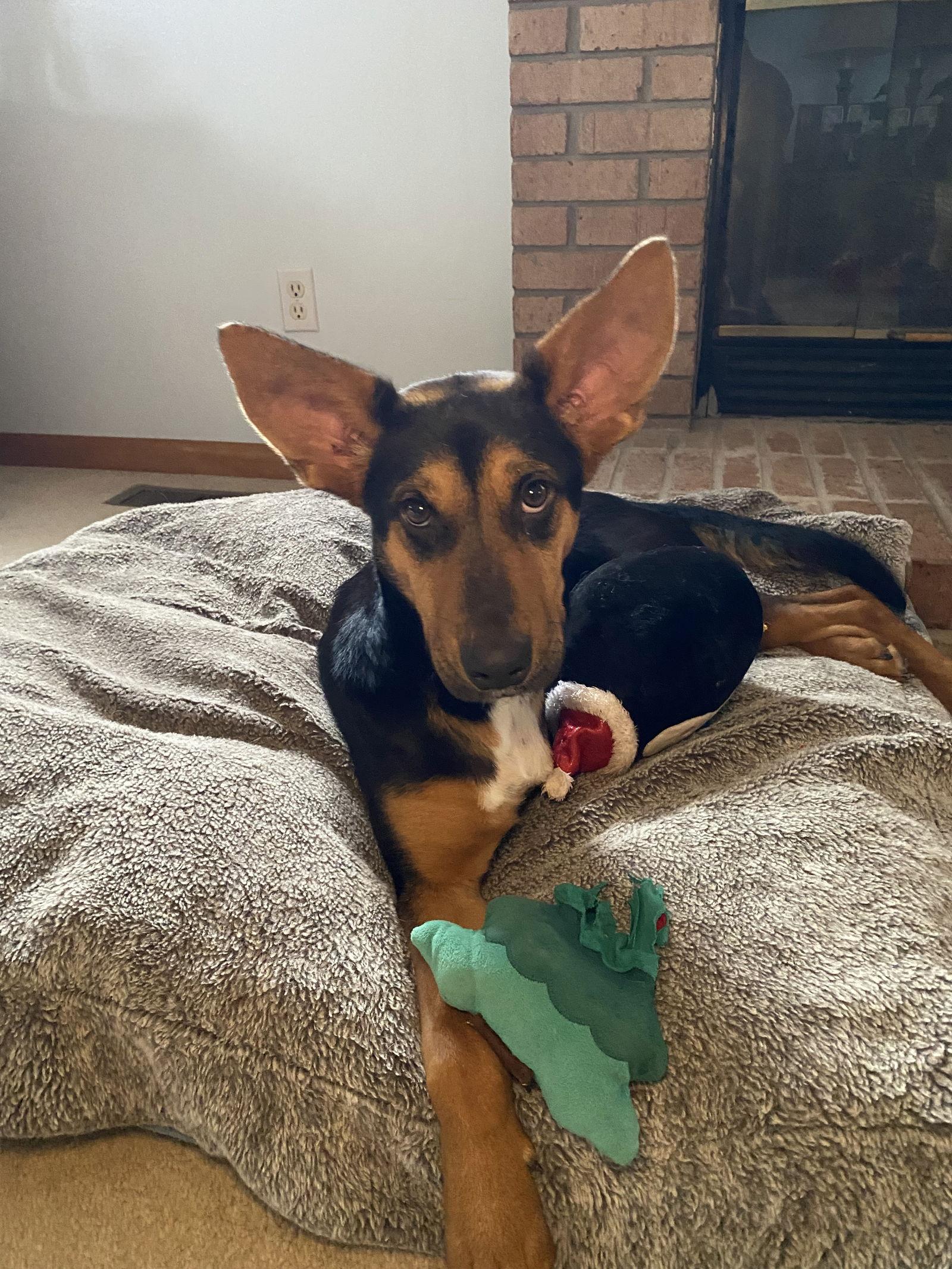 Enlarge Adira, a Adoptable Shepherd in Barnhart, MO image 2/3