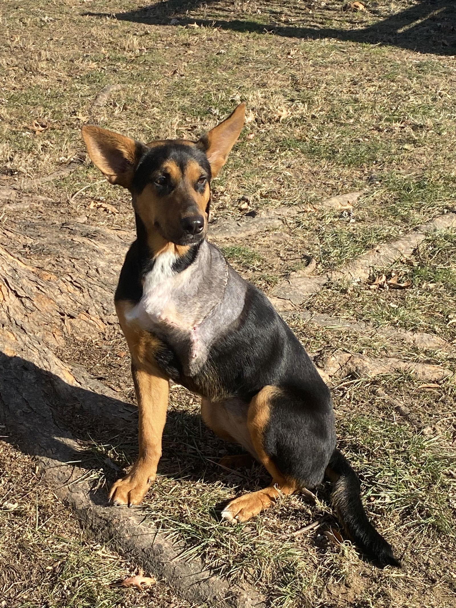 Enlarge Adira, a Adoptable Shepherd in Barnhart, MO image 3/3