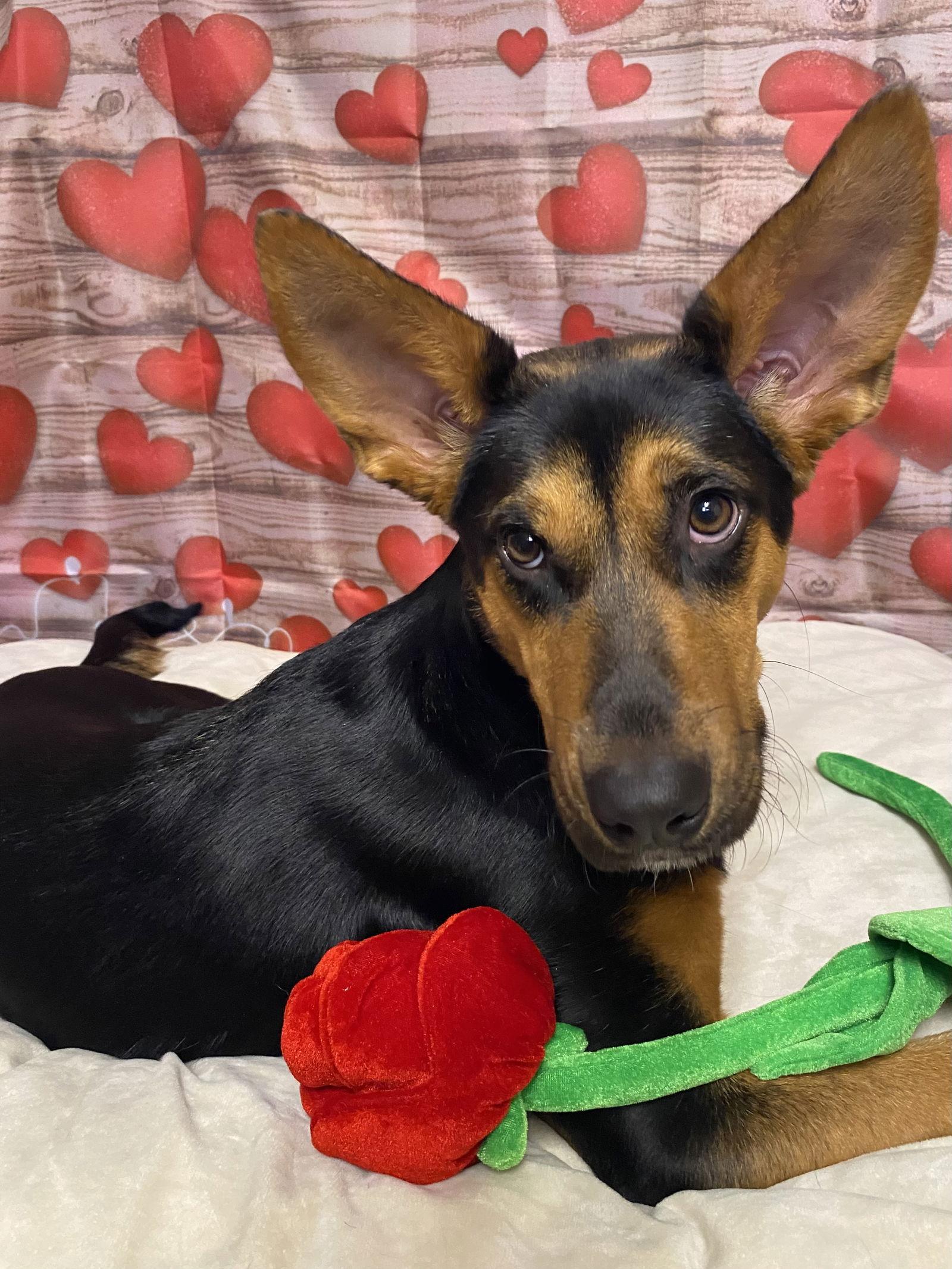 Enlarge Adira, a Adoptable Shepherd in Barnhart, MO image 3/3