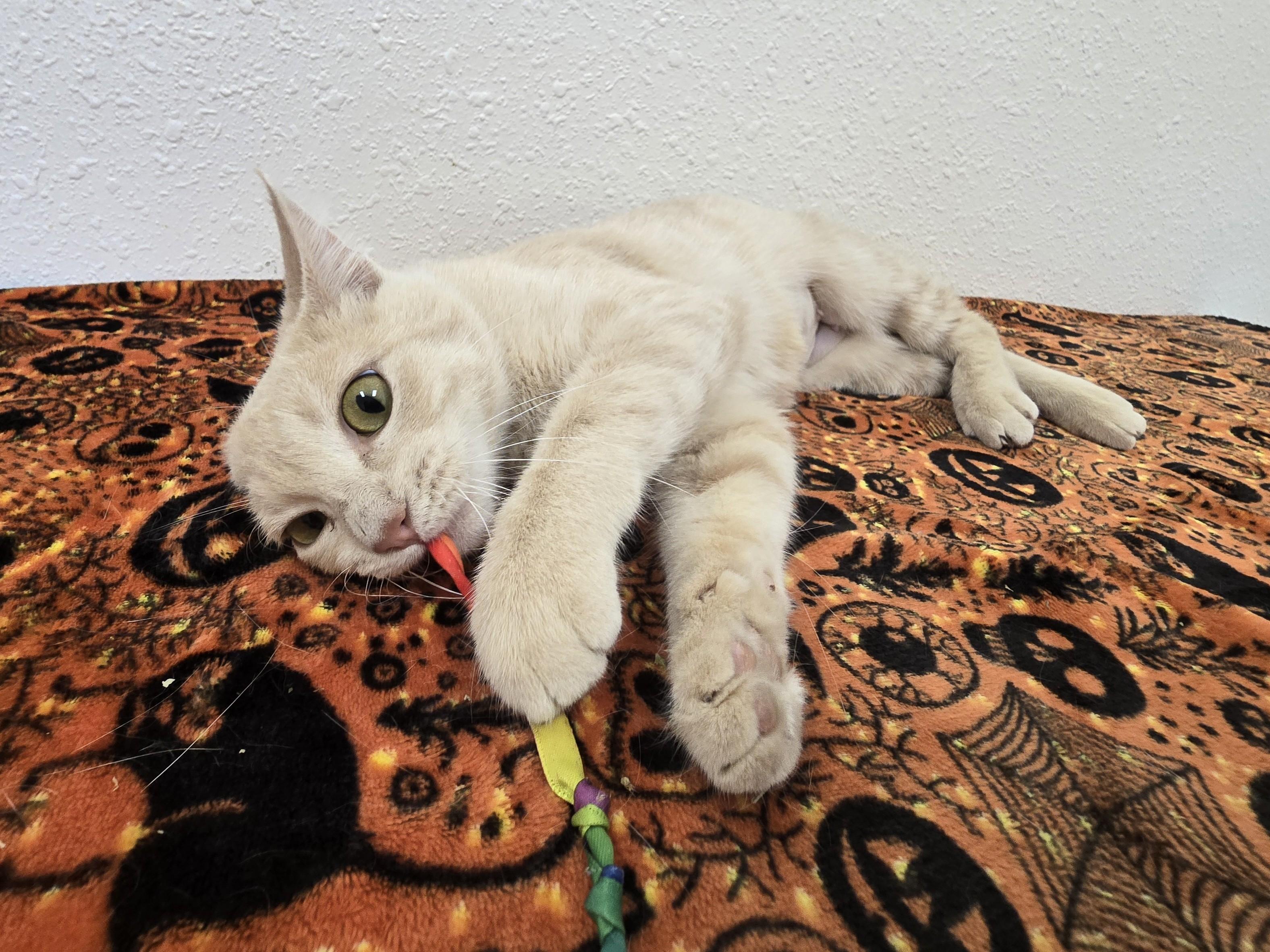 Enlarge Saltine, a Adoptable Domestic Short Hair in Red Wing, MN image 2/6