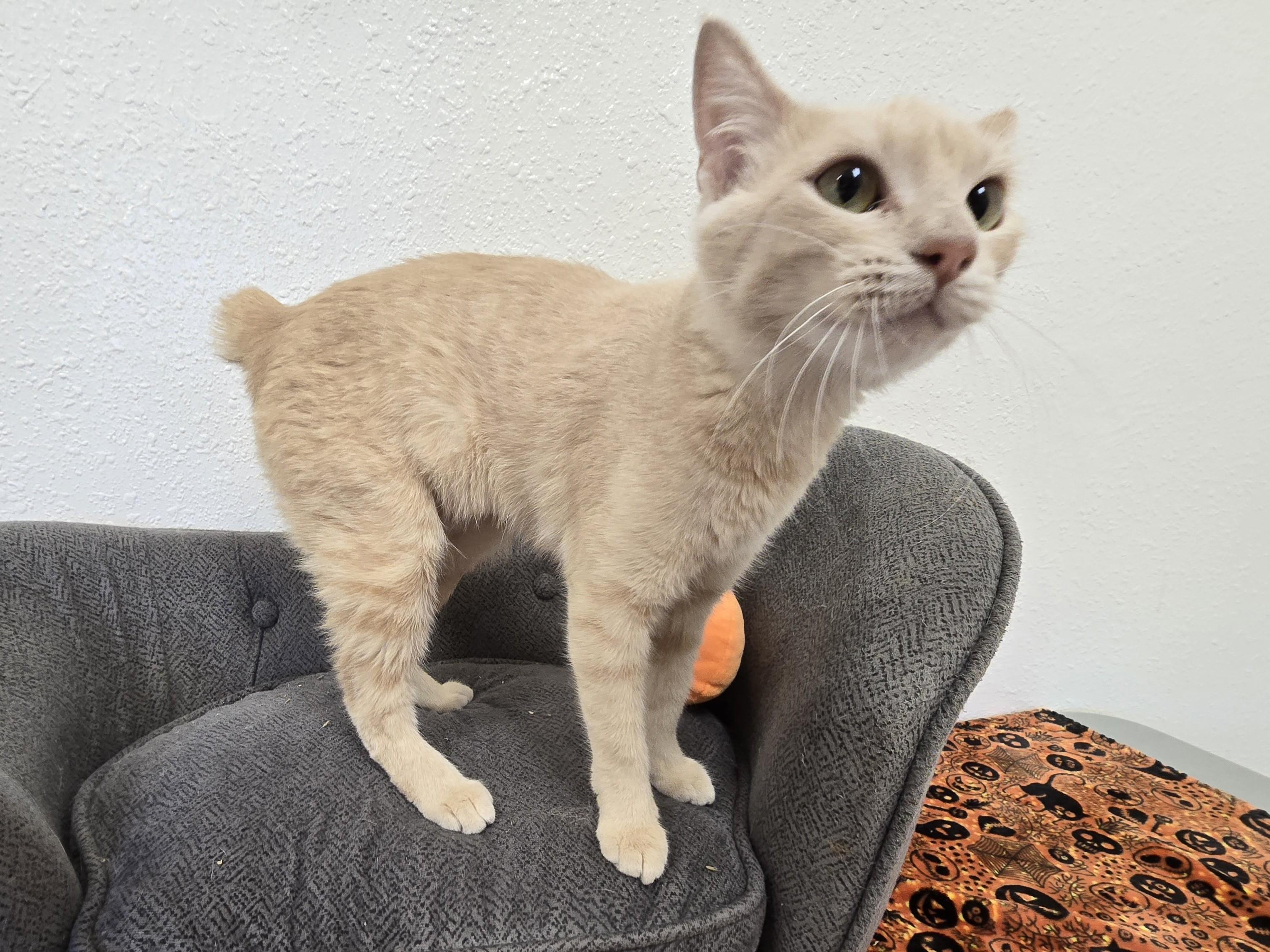 Enlarge Saltine, a Adoptable Domestic Short Hair in Red Wing, MN image 4/6