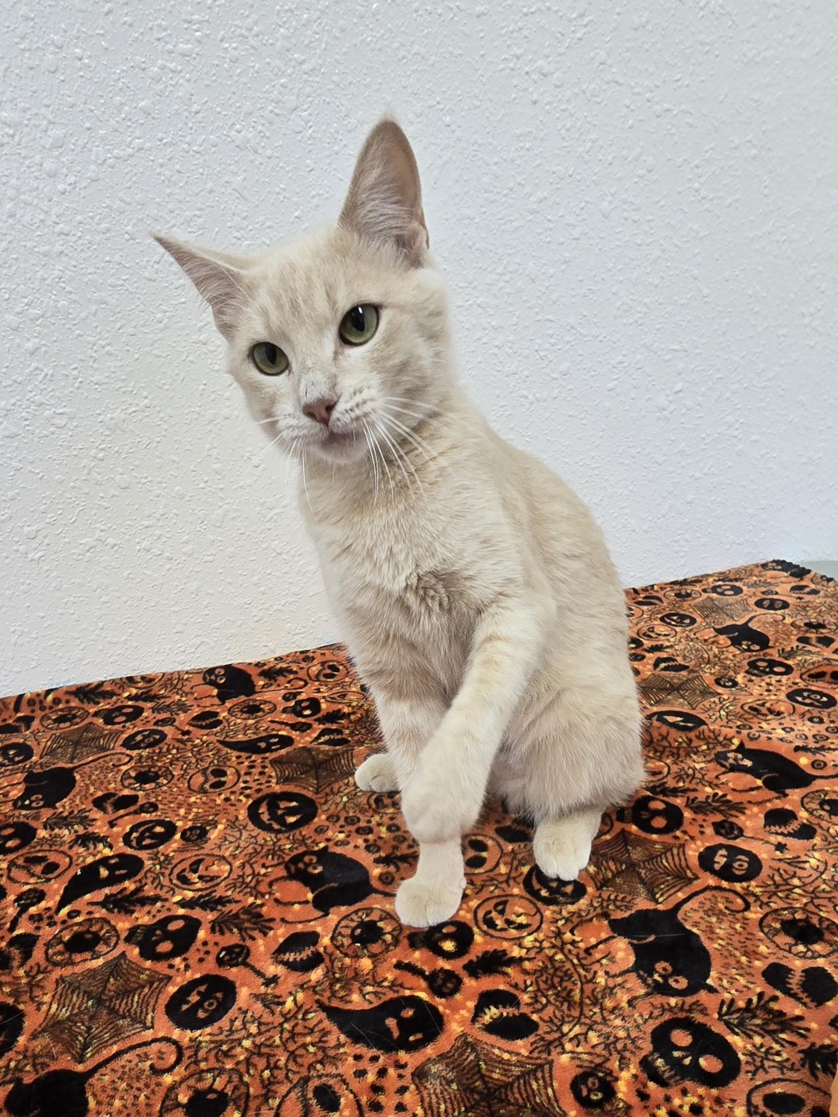 Enlarge Saltine, a Adoptable Domestic Short Hair in Red Wing, MN image 3/6