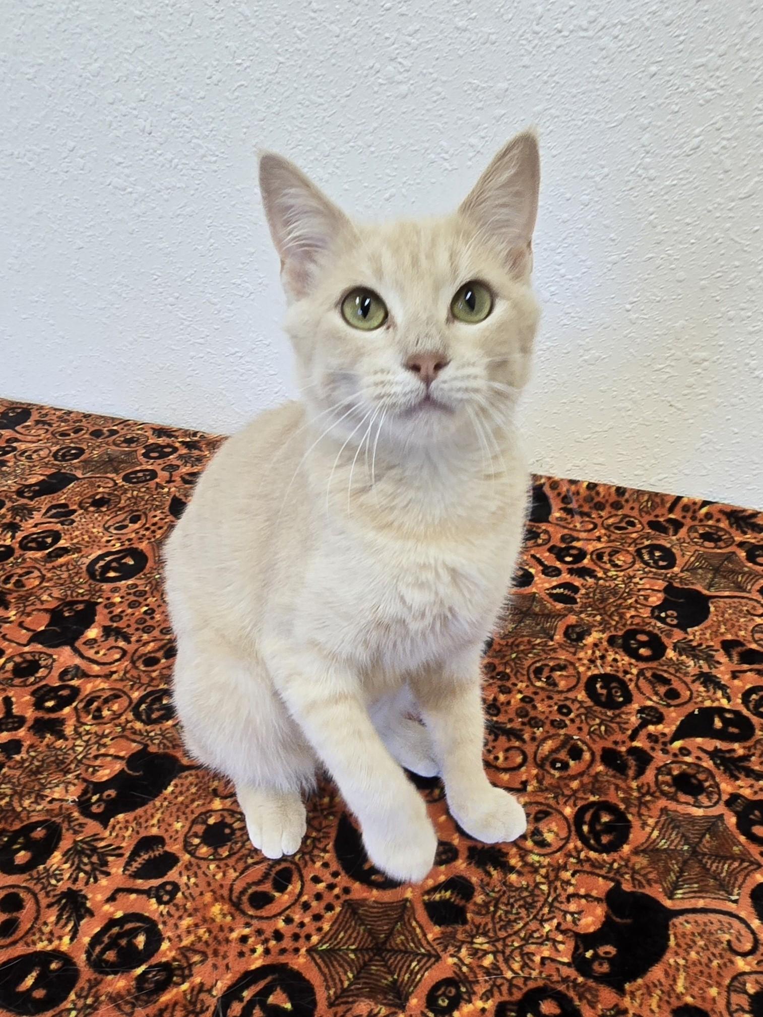Enlarge Saltine, a Adoptable Domestic Short Hair in Red Wing, MN image 5/6