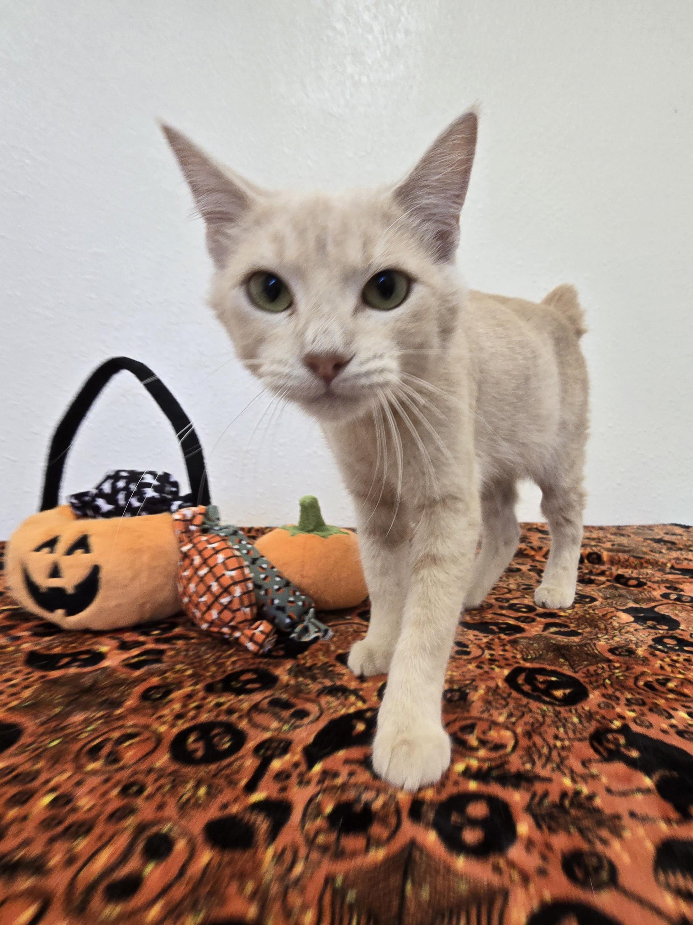 Enlarge Saltine, a Adoptable Domestic Short Hair in Red Wing, MN image 6/6