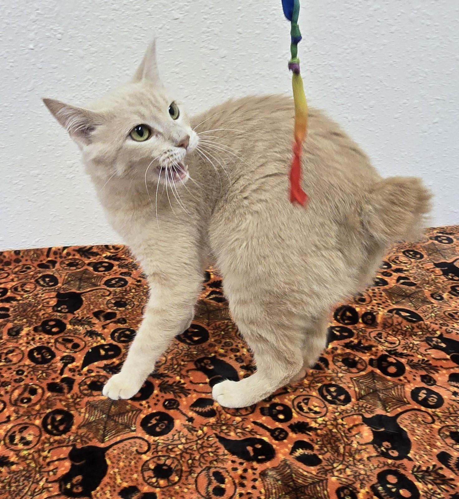 Enlarge Saltine, a Adoptable Domestic Short Hair in Red Wing, MN image 1/6