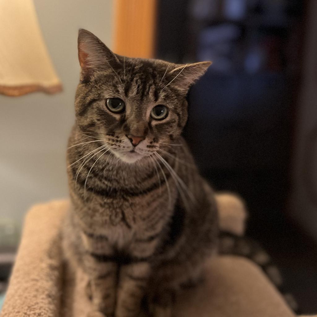 Delta, Adoptable, Adult Female Domestic Short Hair.