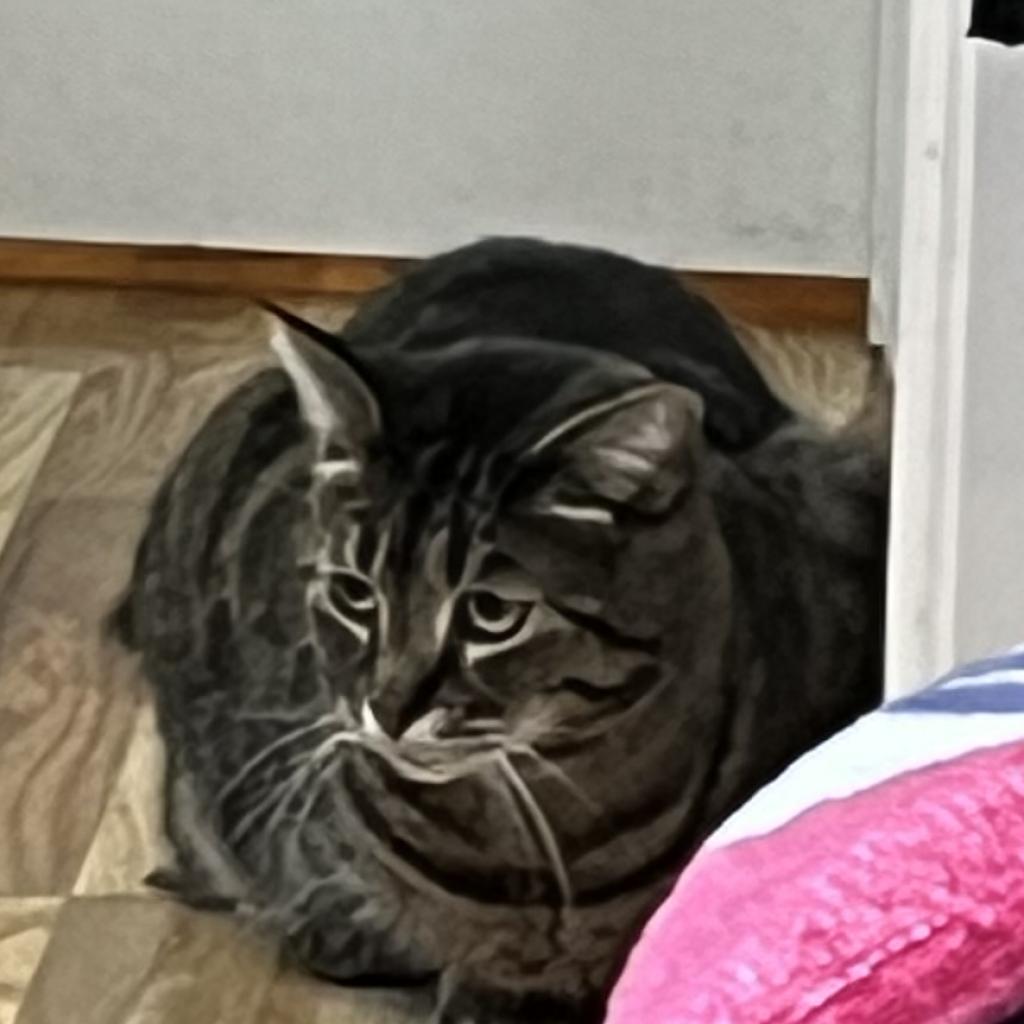 Delta, Adoptable, Adult Female Domestic Short Hair.