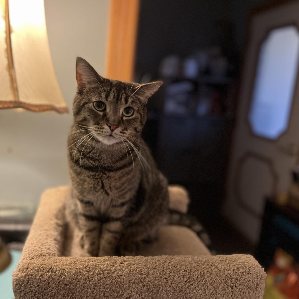 Delta, a Adoptable Domestic Short Hair in Greenfield, IN image 3/3