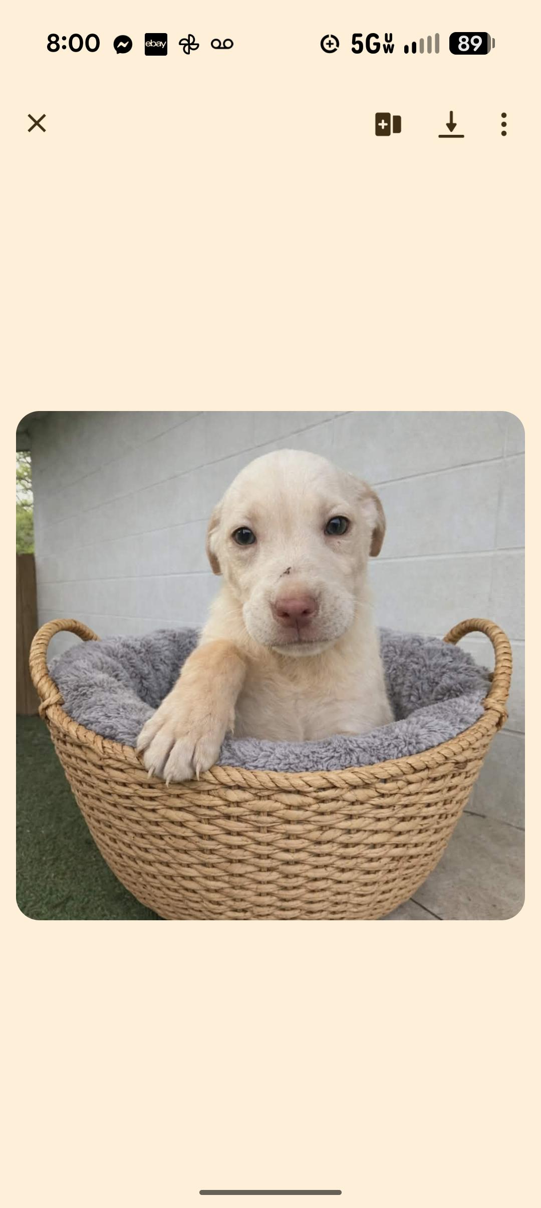 PEEPS, adopted, Puppy Male Labrador Retriever.