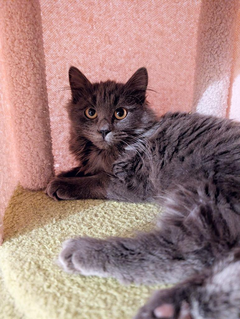 Pickles, an adopted mixed breed in Beaverton, OR image 2/3