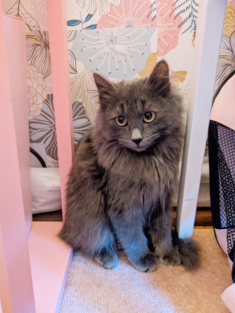 Pickles, an adopted mixed breed in Beaverton, OR image 3/3