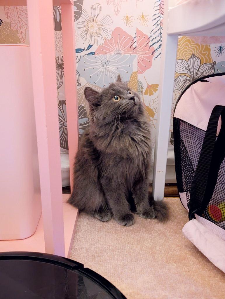 Pickles, an adopted mixed breed in Beaverton, OR image 1/3