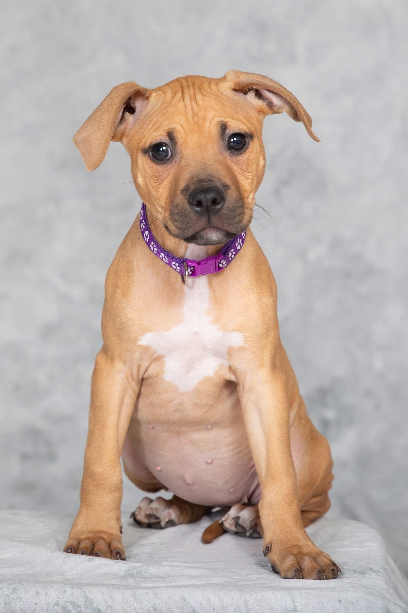 Enlarge Swan, a ADOPTABLE mixed breed in Oceanport, NJ image 4/6
