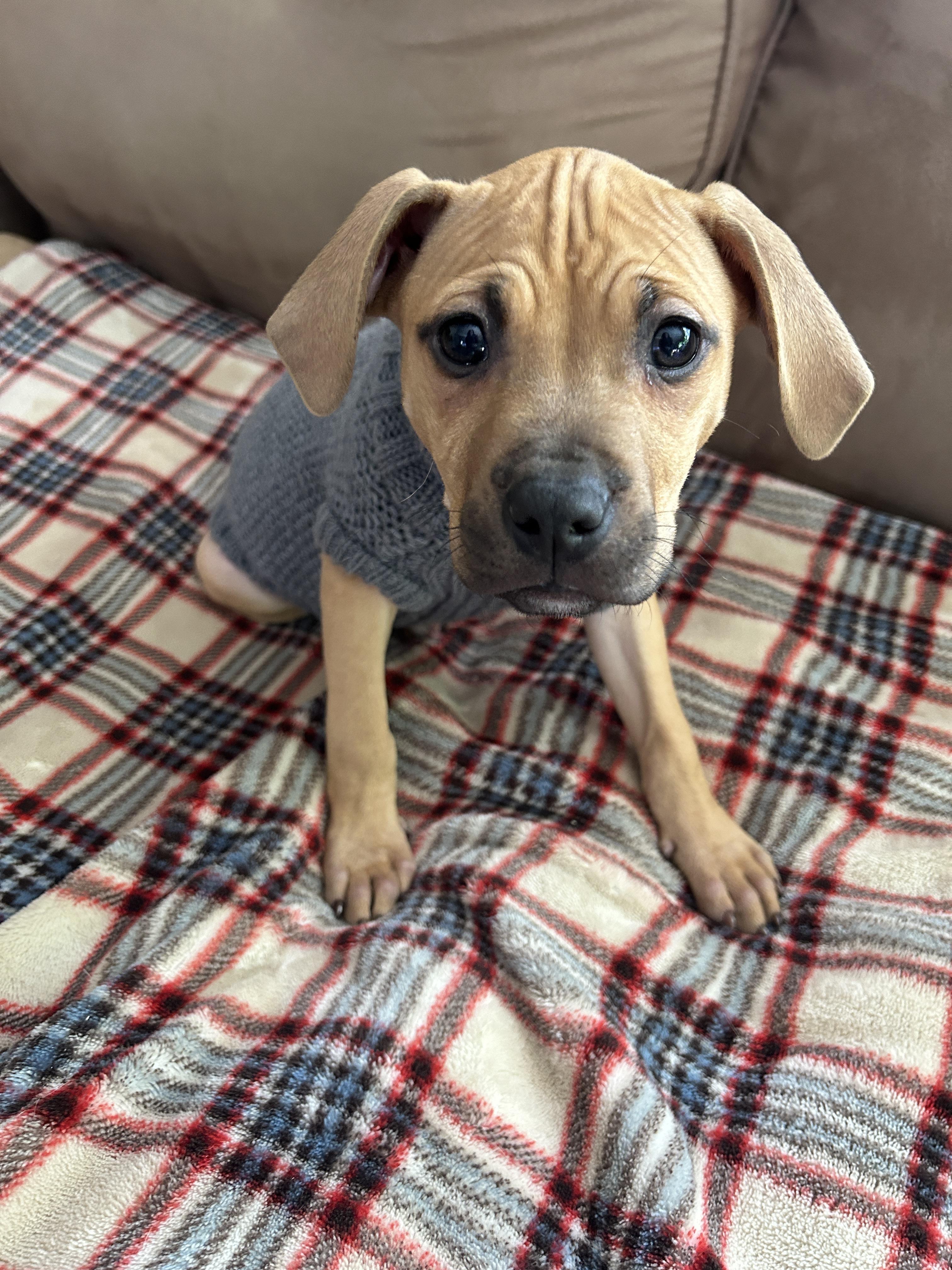 Enlarge Swan, a ADOPTABLE mixed breed in Oceanport, NJ image 3/6