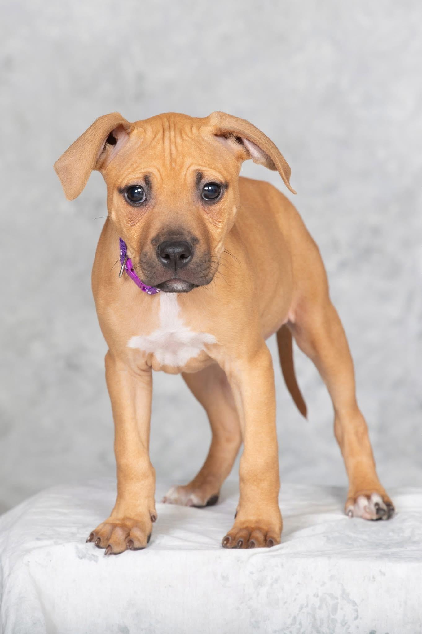 Enlarge Swan, a ADOPTABLE mixed breed in Oceanport, NJ image 1/6