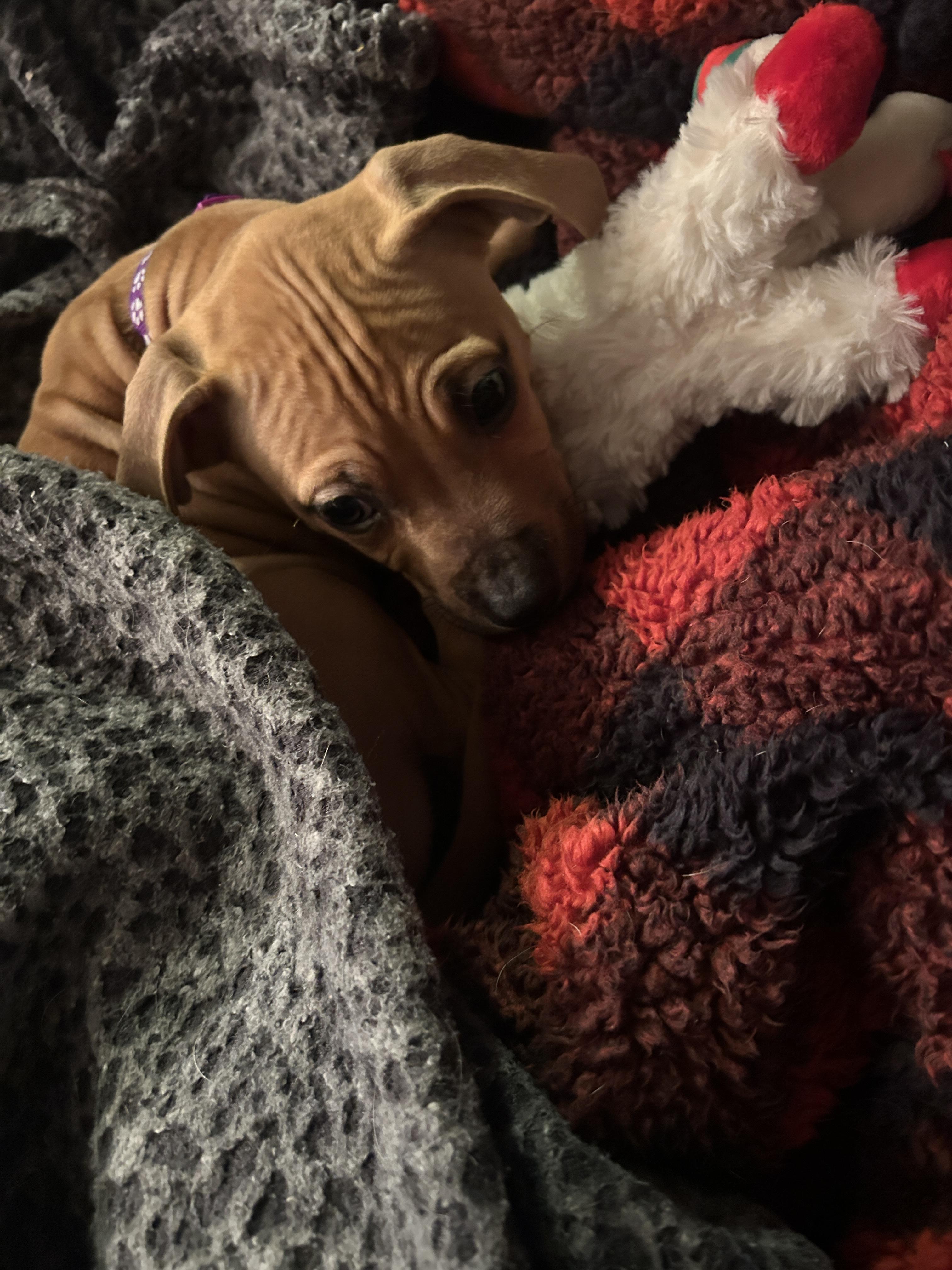 Enlarge Swan, a ADOPTABLE mixed breed in Oceanport, NJ image 5/6