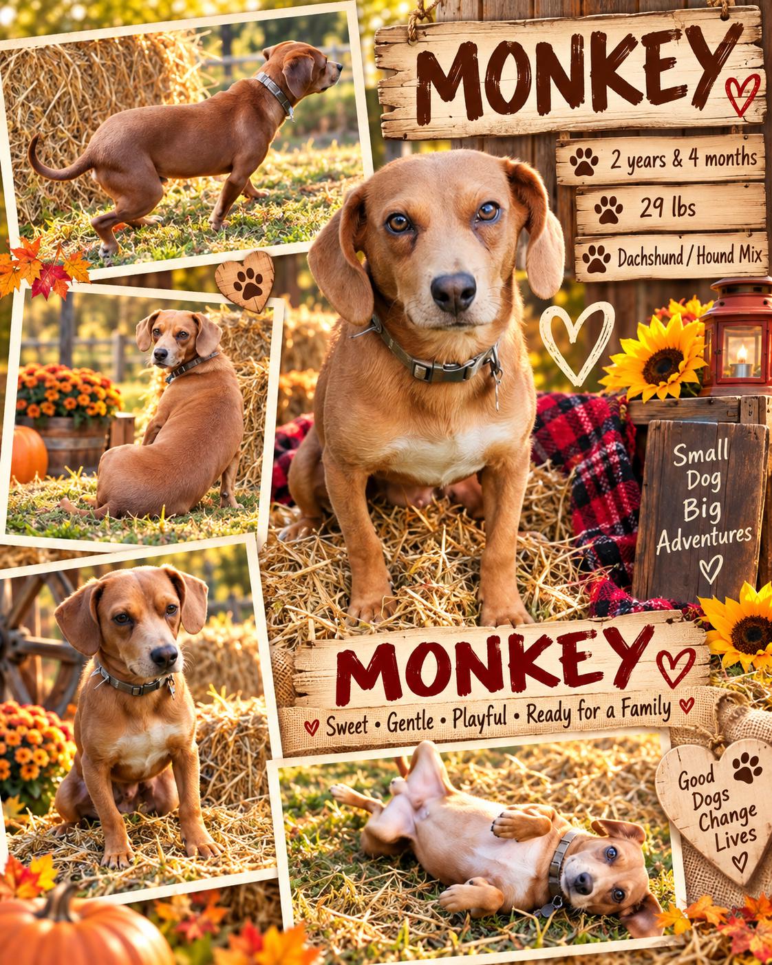 MONKEY, Adoptable, Adult Male Dachshund & Beagle.