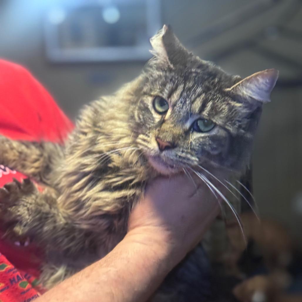 Mai, Adoptable, Adult Female Domestic Medium Hair & Domestic Short Hair.