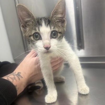 Enlarge Jellyfish, an adopted Domestic Short Hair in Converse, TX image 1/1
