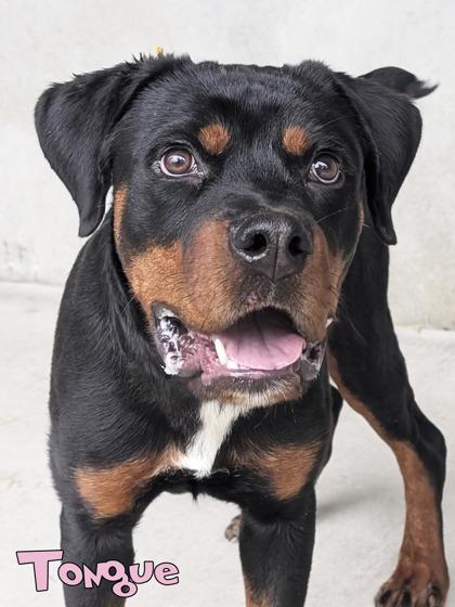 Tongue (surgery 10/2), Adoptable, Puppy Male Rottweiler & Mixed Breed.