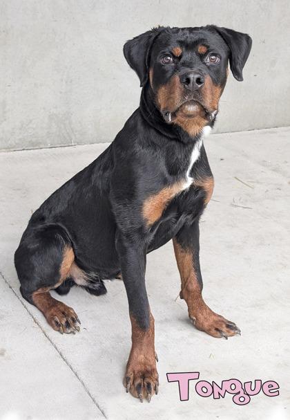 Enlarge Tongue (surgery 10/2), a Adoptable mixed breed in Mason, MI image 2/3