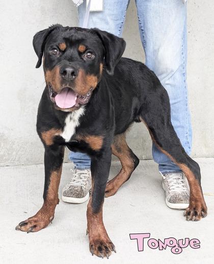 Enlarge Tongue (surgery 10/2), a Adoptable mixed breed in Mason, MI image 3/3
