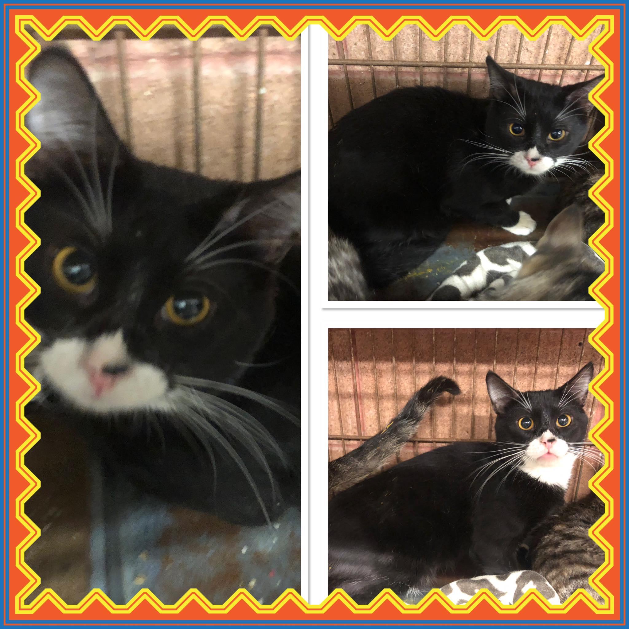 Enlarge PEANUT, a ADOPTABLE Domestic Short Hair in Buckhannon, WV image 1/1