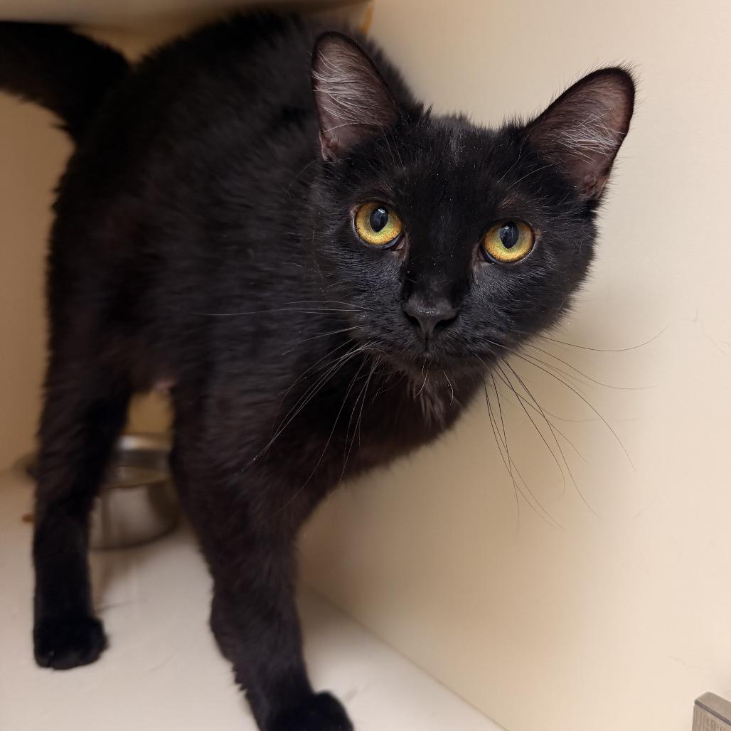 Vanellope, Adoptable, Young Female Domestic Short Hair.