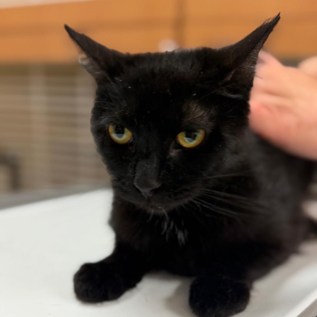 Enlarge Vanellope, a Adoptable Domestic Short Hair in Idaho Falls, ID image 4/5