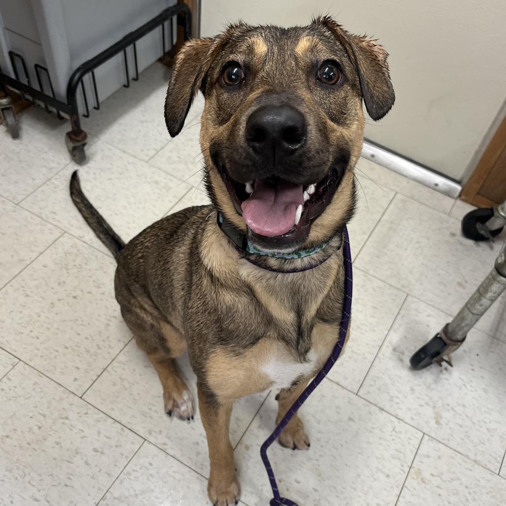 Enlarge Leni - SPONSORED by Brett & Penny Muetzel, a Adoptable Mixed Breed in Alabaster, AL image 1/6