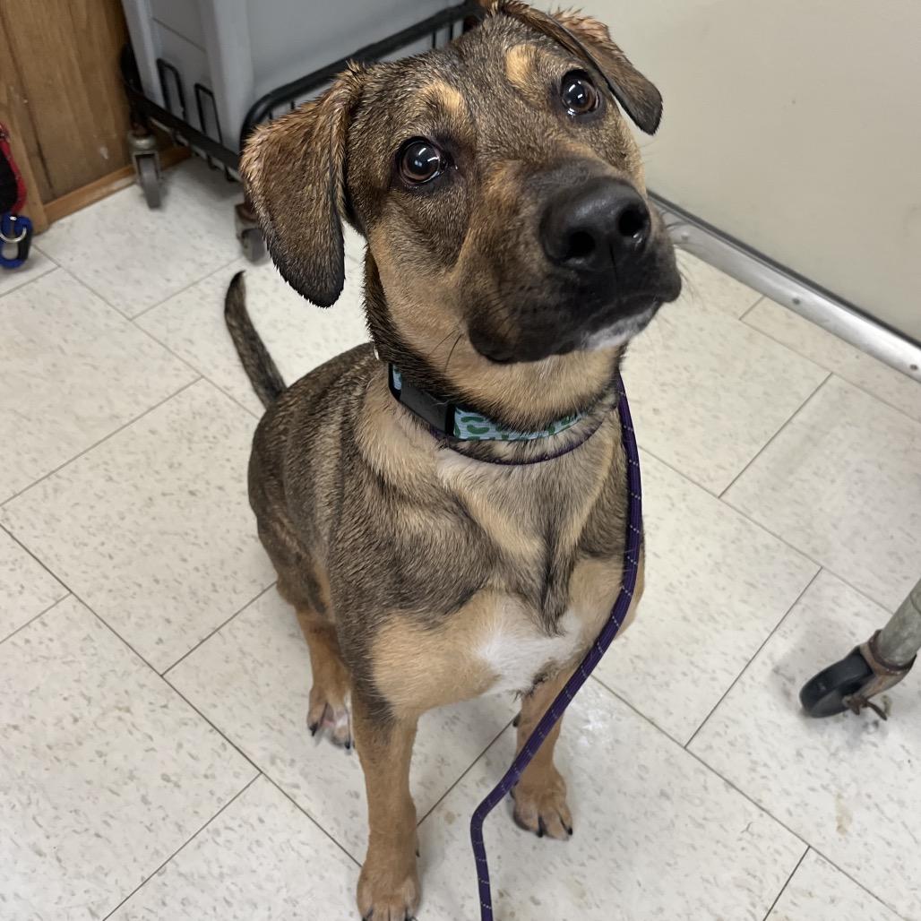Enlarge Leni - SPONSORED by Brett & Penny Muetzel, a Adoptable Mixed Breed in Alabaster, AL image 2/6
