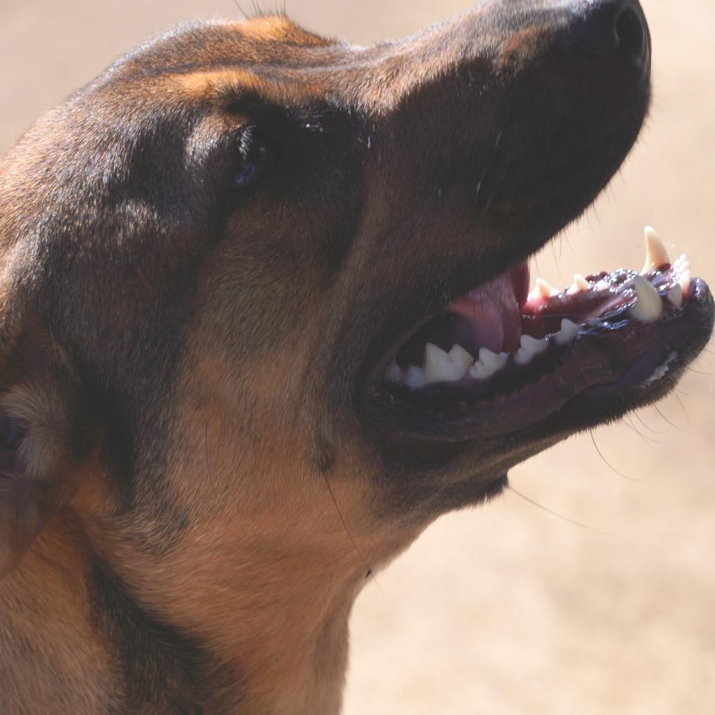 Enlarge Leni - SPONSORED by Brett & Penny Muetzel, a Adoptable Mixed Breed in Alabaster, AL image 4/6