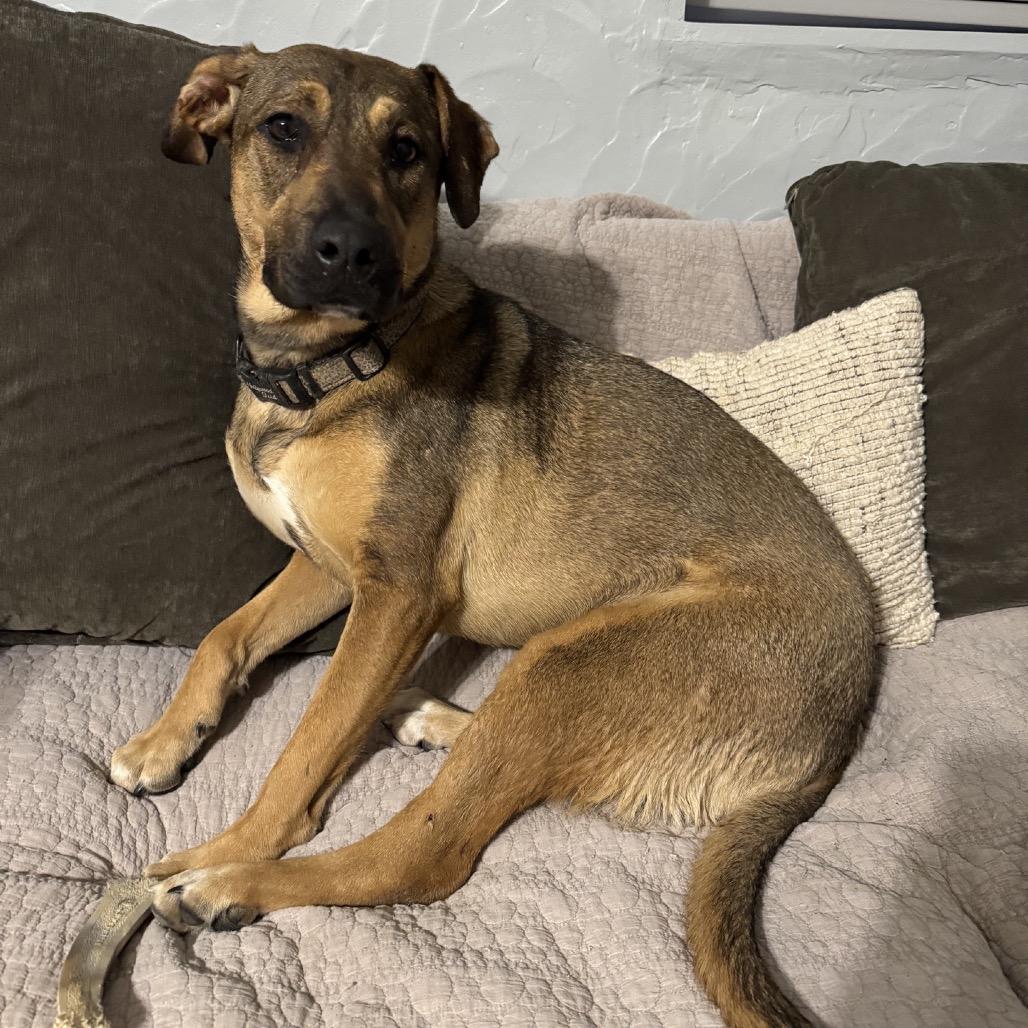 Enlarge Leni - SPONSORED by Brett & Penny Muetzel, a Adoptable Mixed Breed in Alabaster, AL image 5/6