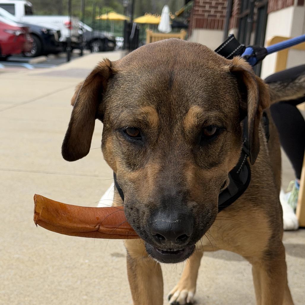 Enlarge Leni - SPONSORED by Brett & Penny Muetzel, a Adoptable Mixed Breed in Alabaster, AL image 6/6