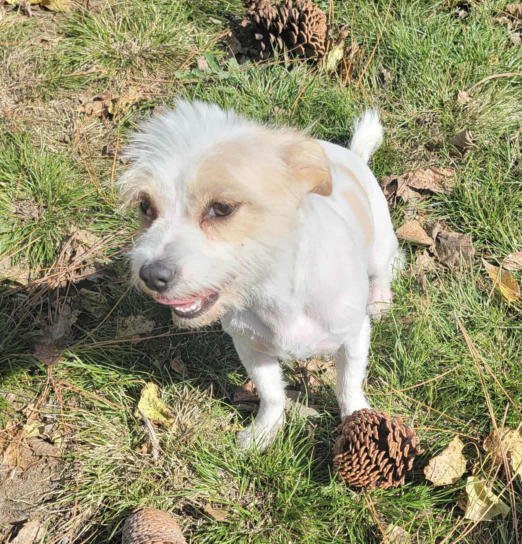 Felicia, a Adoptable mixed breed in Van Alstyne, TX image 1/4