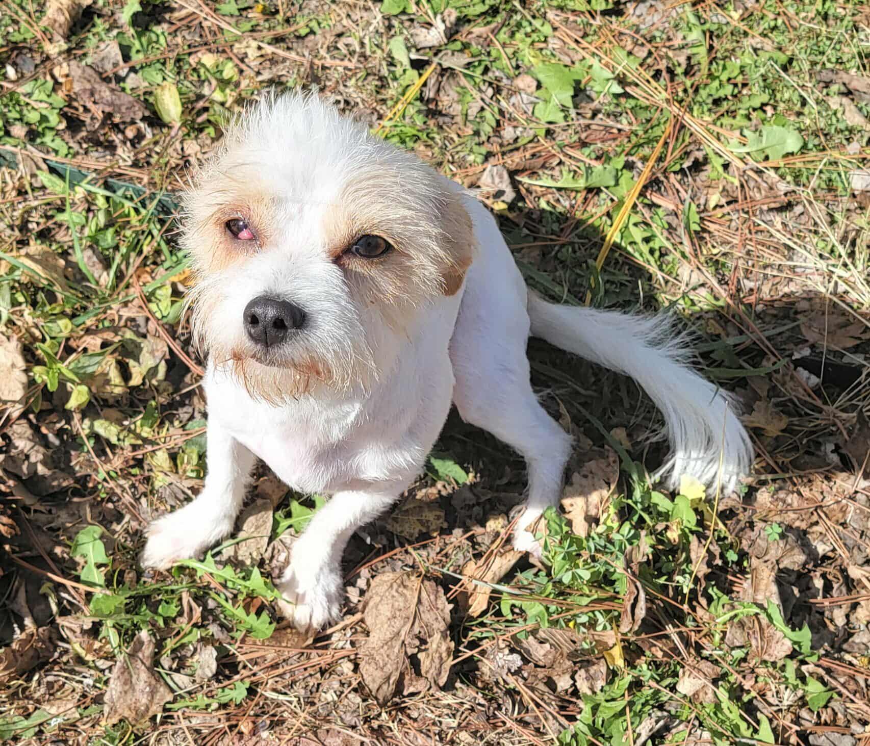 Felicia, a Adoptable mixed breed in Van Alstyne, TX image 2/4