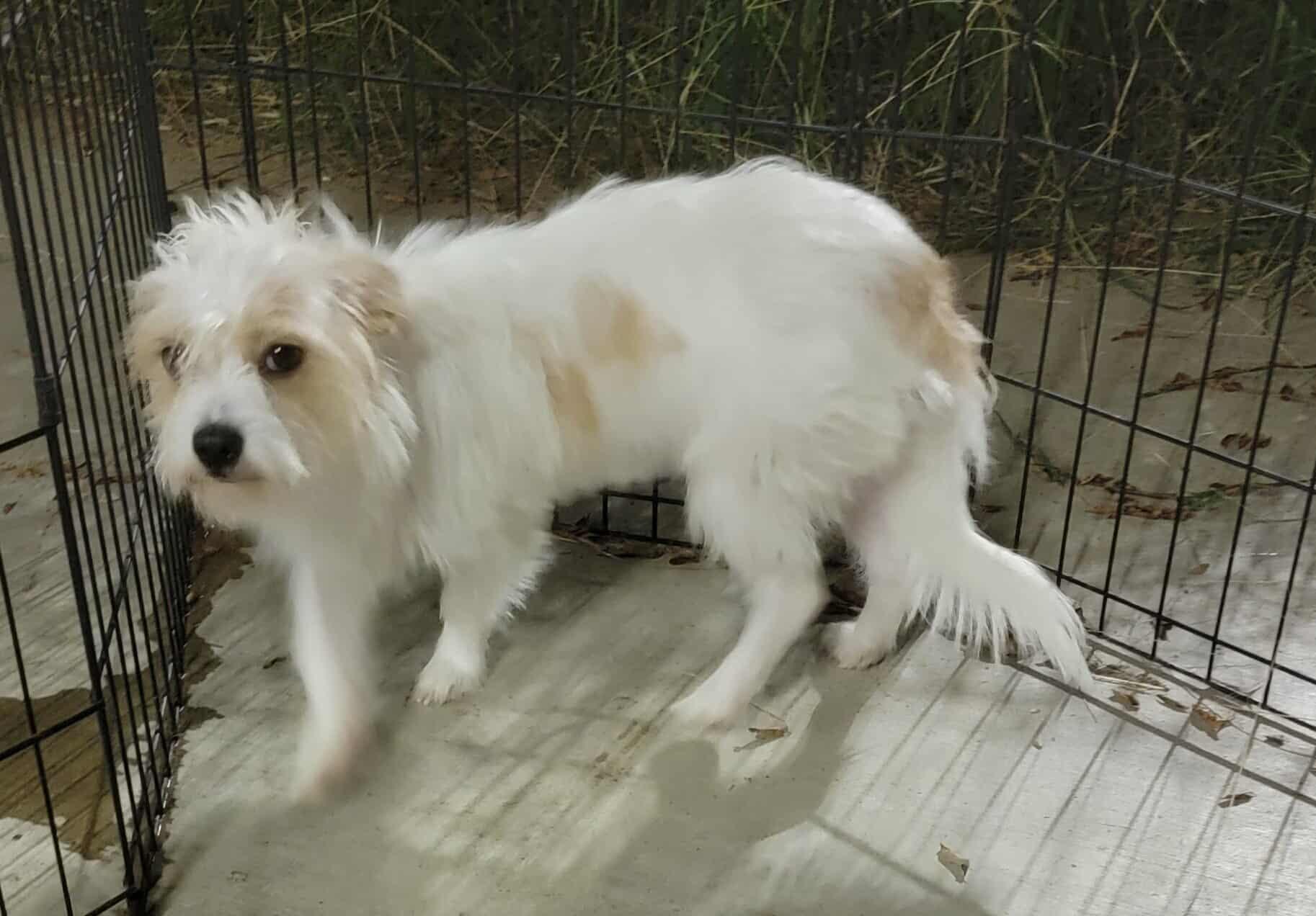 Felicia, a Adoptable mixed breed in Van Alstyne, TX image 3/4