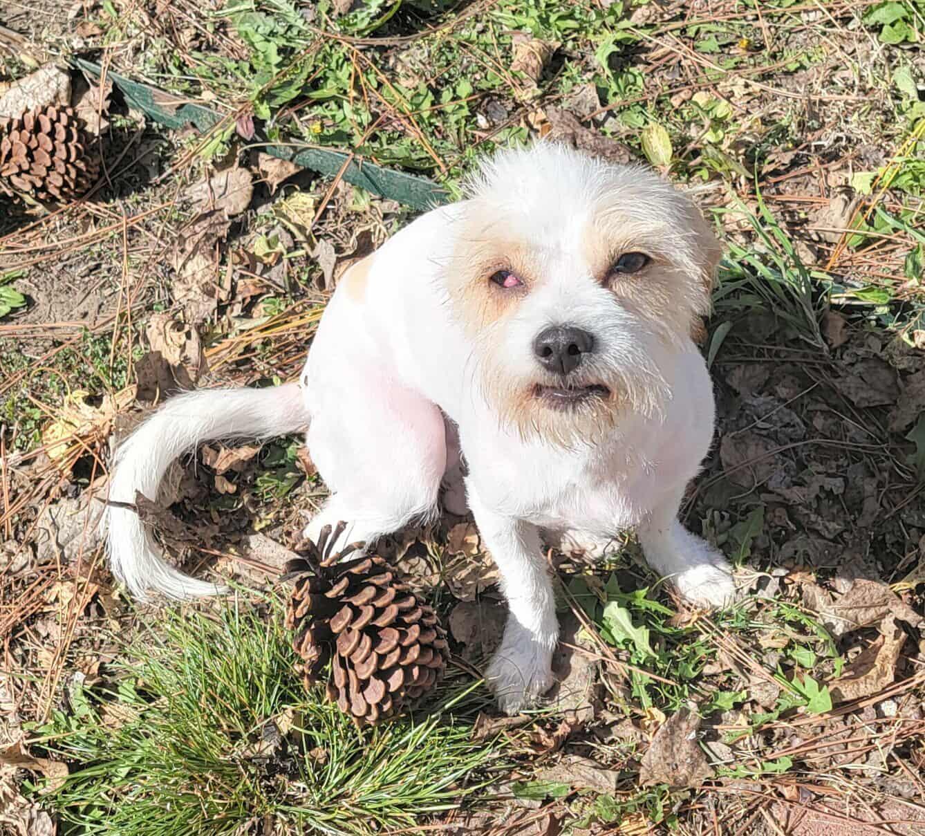 Felicia, a Adoptable mixed breed in Van Alstyne, TX image 4/4