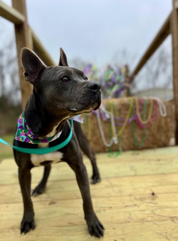 Enlarge Janie, a Adoptable Pit Bull Terrier in Saint Francisville, LA image 1/2