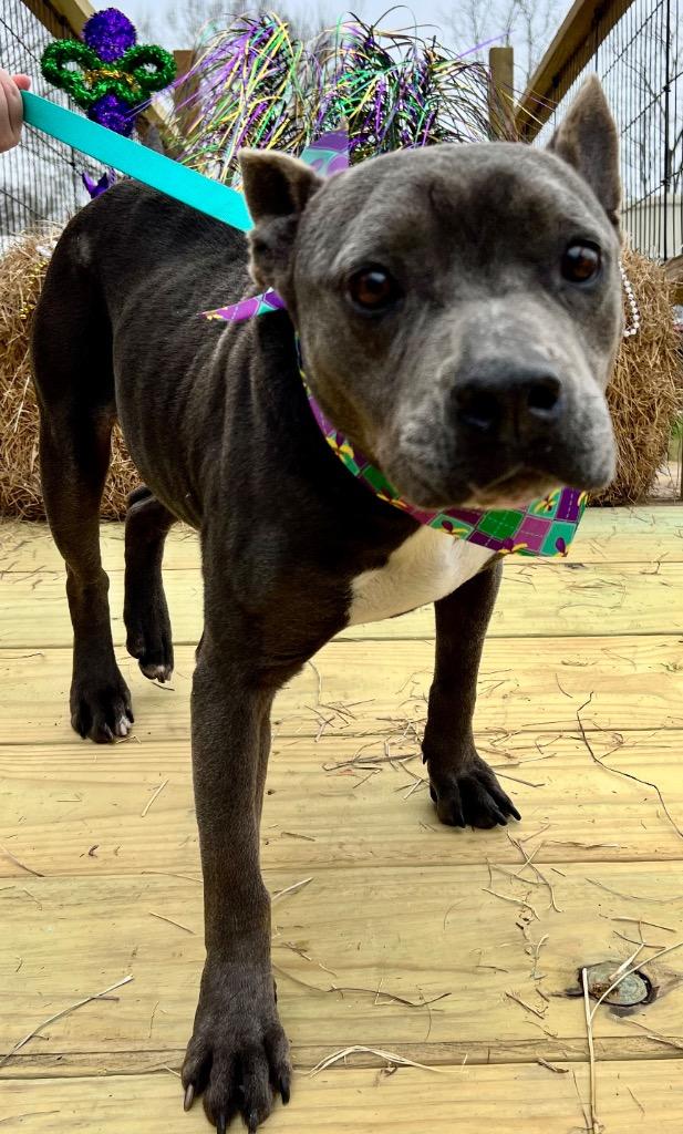 Enlarge Janie, a Adoptable Pit Bull Terrier in Saint Francisville, LA image 2/2